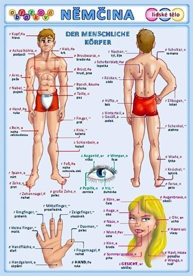 Obrázková němčina 3 - Lidské tělo