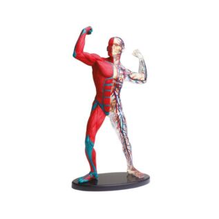 Lidské tělo - Objevuj svět!