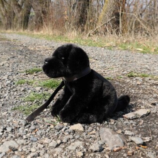 Plyšový pes labrador černý s vodítkem 25 cm ECO-FRIENDLY