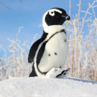 Plyšový tučňák magellanský 30 cm ECO-FRIENDLY