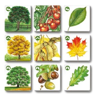 efko Pexetrio Stromy – dětské vzdělávací hry