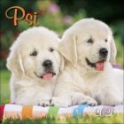 Psi 2026 - nástěnný kalendář