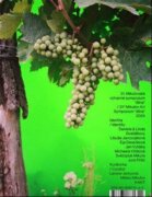 Identita / Identity - 31. Mikulovské výtvarné sympozium "dílna" 2024